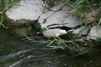 /Bilder/Kamera/ente hüpft.jpg